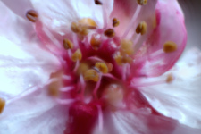Blossum for Georgia